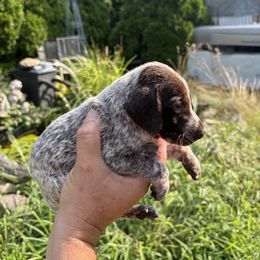 Puppy - White and liver female German Shorthaired Pointer puppy in Massachusetts from Foot Hunter Kennel
