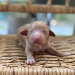 Juicy Pear - Apricot female Goldendoodle puppy in Camden, North Carolina from Oopsie Doodles of NC