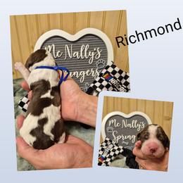 Richmond - Liver and white male English Springer Spaniel puppy in Freeland, Michigan from McNally's Springer Spaniels
