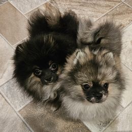 Pomeranian Puppies from Bear Valley Pomeranians