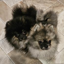 Pomeranian Puppies from Bear Valley Pomeranians