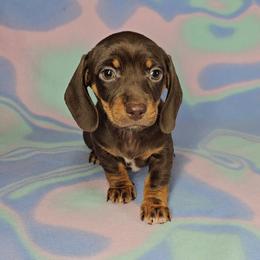 Dachshund Puppies from Newbern's Nuggets