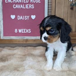 Daisy - Tri-color female Cavalier King Charles Spaniel puppy in Wildomar, California from Enchanted Rose Cavaliers