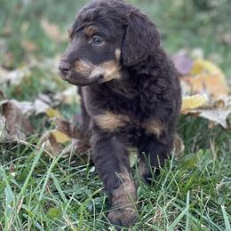 Poodle Puppies from Prodigy Farms Therapy Dogs