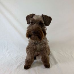 Henna - Miniature Schnauzer