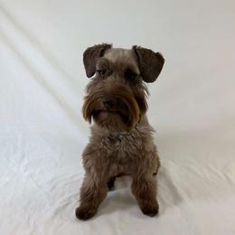 Henna - Miniature Schnauzer