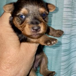 Yorkshire Terrier Puppies from Neverland Yorkies