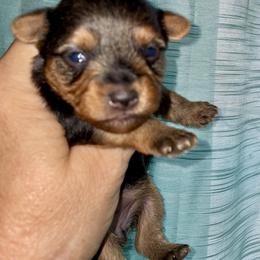 Yorkshire Terrier Puppies from Neverland Yorkies