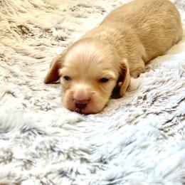 Draco - Cream male Dachshund puppy in Casper, Wyoming from Daisy's Doxies & Doodles