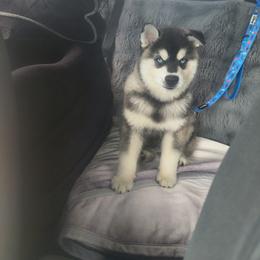 Alaskan Klee Kai, Pug, and Shiba Inu All Grown Up from khshibas-khpugs