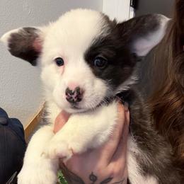 Girl 4 - Brindle and white female American Corgi puppy in Castle Rock, Washington from R and b corgis and farm