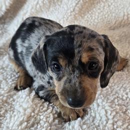 Boy 7 - Dapple male Dachshund puppy in Burnet, Texas from Reyes Homestead Mini Dachsunds