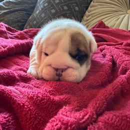 Mr Potato Head - Red and white male Bulldog puppy in Fayettville Ar, Arkansas from Ozark Bulldogs