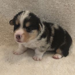 American Corgi and Pembroke Welsh Corgi Puppies from Red White & Bluie Corgi