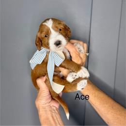 Ace - Red  male Goldendoodle puppy in Springville, Utah from JW Doodles