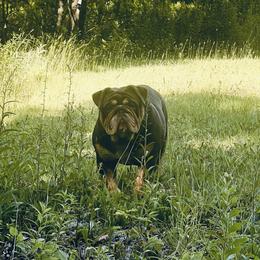 Heavy Chevy - Bulldog