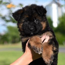 Cindy - Black and red German Shepherd puppy in Azle, Texas from Nuckol's Canines German Shepherds