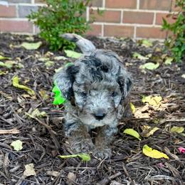 Rowlf- Price 2500. - Blue merle male Aussiedoodle puppy in Midlothian, Texas from Gray Doodles