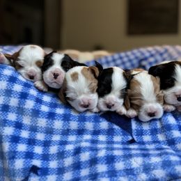 Cavalier King Charles Spaniel Puppies from Montpelier Cavaliers