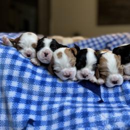 Cavalier King Charles Spaniel Puppies from Montpelier Cavaliers