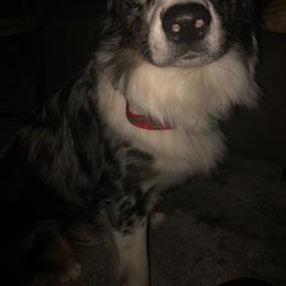 Australian Shepherd Puppies from Ohio Valley Australian Shepherds