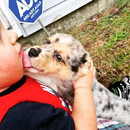 American Corgi Puppies from Spa City Corgis
