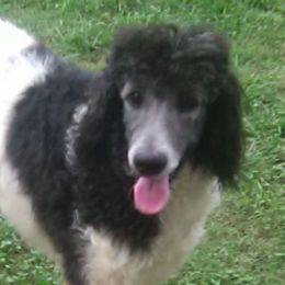 Dachshunds and Goldendoodles from Windy Ridge Doxies and Doodles