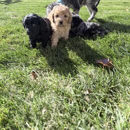 Cockapoo Puppies from M&M Cockapoos