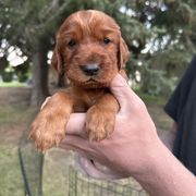 Light Blue-Hagrid - Mahogany male Irish Setter puppy in Franklin, Idaho from Spring Creek Irish Setters
