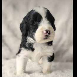 Bernedoodles, Goldendoodles, Poodles, and Sheepadoodles from Kerr Kanine Ranch