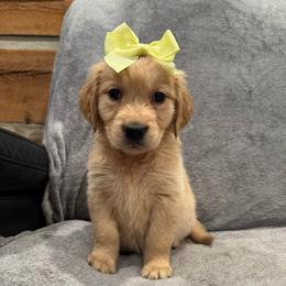 Dancer: Yellow collar - Golden female Golden Retriever puppy in Monterey, Tennessee from Lawson’s Green Acres Goldens and Mini Dachshunds