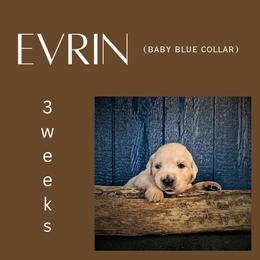 Evrin - Light golden male Golden Retriever puppy in El Campo, Texas from Starlight Goldens