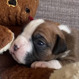 Girl 3 - Fawn female Boxer puppy in Plainwell, Michigan from Hope's Beautiful Boxers
