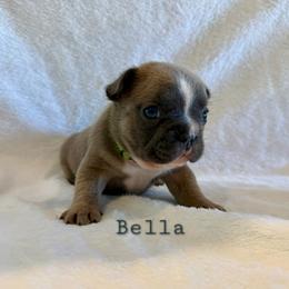 Girl 4 - Blue fawn female French Bulldog puppy in San Antonio, Texas from Chary's Elite Frenchies