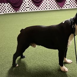 Boston Terriers and Bullmastiffs from Melkev's Bullmastiffs and Boston Terriers