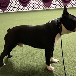 Boston Terriers and Bullmastiffs from Melkev's Bullmastiffs and Boston Terriers