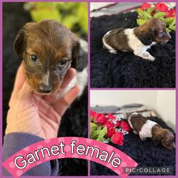 Garnet - Piebald female Dachshund puppy in Elko, Nevada from Willow Creek Dachshunds, and Collies