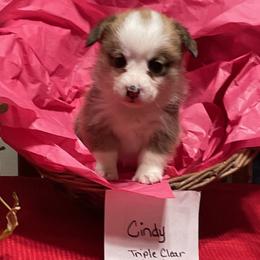 Cindy - Pembroke Welsh Corgi puppy from Texas Corgis
