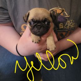 Yellow collar - Fawn female Pug puppy in Brush Prairie, Washington from Paradise Peaks