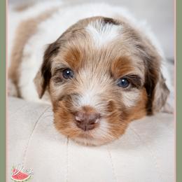 Jessie - Merle female Bernedoodle puppy in Connersville, Indiana from Deaz Doodle Ranch