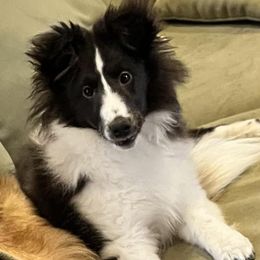 Shetland Sheepdogs from Excelsior Shetland Sheepdogs