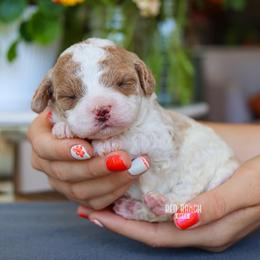 Floatie - Blenheim female Cavapoo puppy in Salado, Texas from Red Ranch Dogs