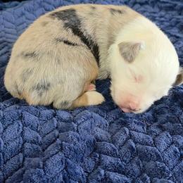 Val - Blue merle female Toy Australian Shepherd puppy in Leonard, Texas from Tin Roof Aussies