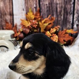 Black & Tan Female GraciexWinston - Black and tan Dachshund puppy in Malad City, Idaho from Mountain Sage Dachshunds