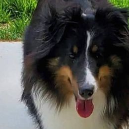 Jazzabelle - Shetland Sheepdog