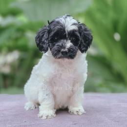 Cassini - Black and white female Aussiedoodle puppy in Centreville, Mississippi from Trin's Designer Doodles