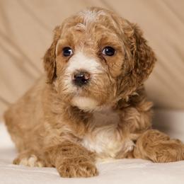 Juliet (Salmon Collar) - Cream female Goldendoodle puppy in Palmetto Bay, Florida from SOMIDOODLES