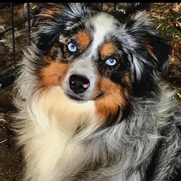 Sonny - Miniature Australian Shepherd