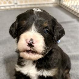 Blue collar boy - Tri-color male Bernedoodle puppy in Lake, Michigan from 3 King Doodles & Poodles
