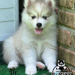 Dr. Pepper - Silver male Pomsky puppy in Eastman, Georgia from Once Upon A Pomsky